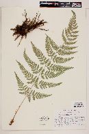 Dryopteris patula image