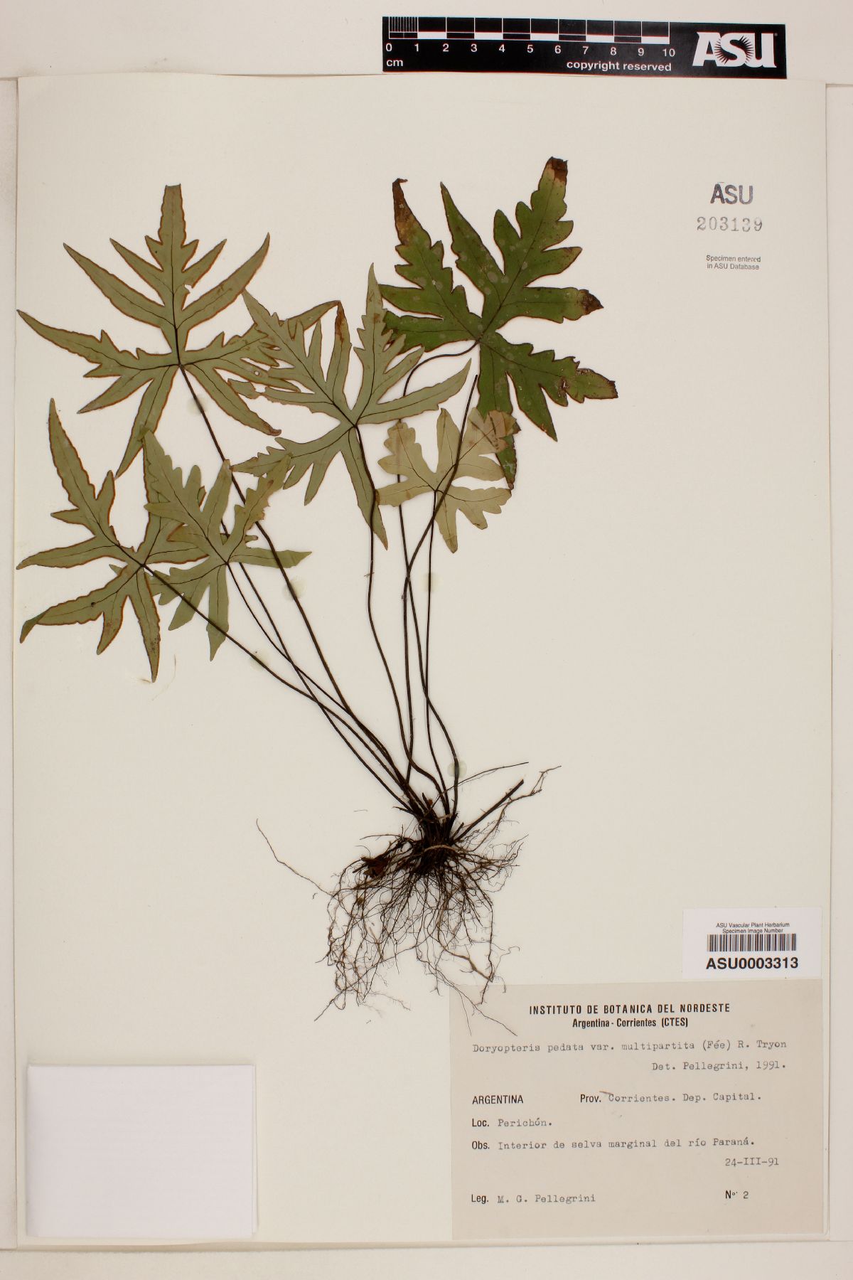 Doryopteris pedata image