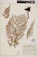 Dryopteris rossii image