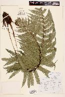 Dryopteris wallichiana image