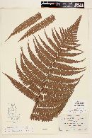 Dryopteris wallichiana image