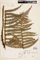 Dryopteris wallichiana image