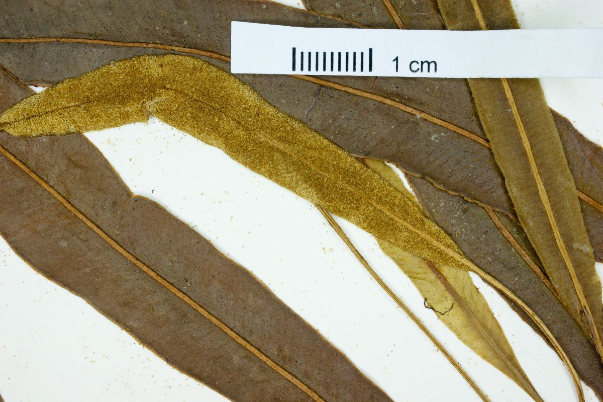 Elaphoglossum lonchophyllum image
