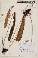 Elaphoglossum edwallii image