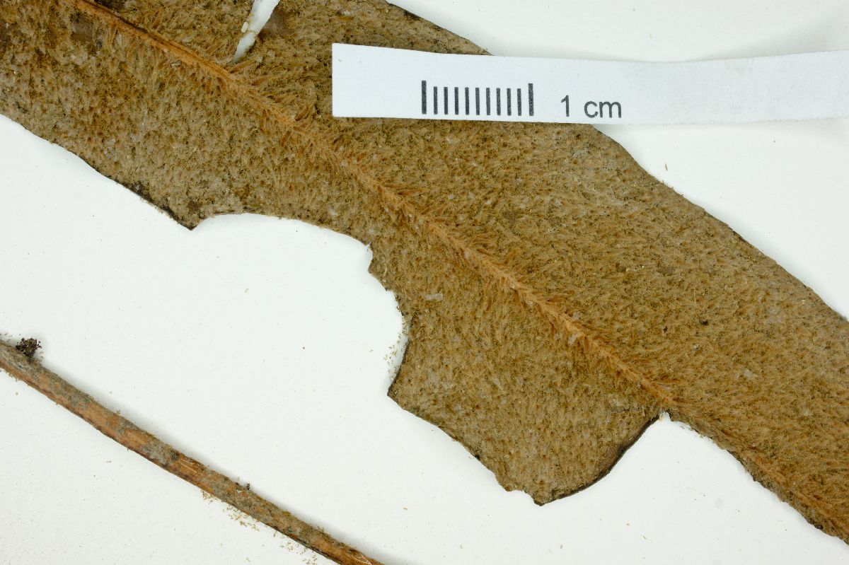 Elaphoglossum edwallii image