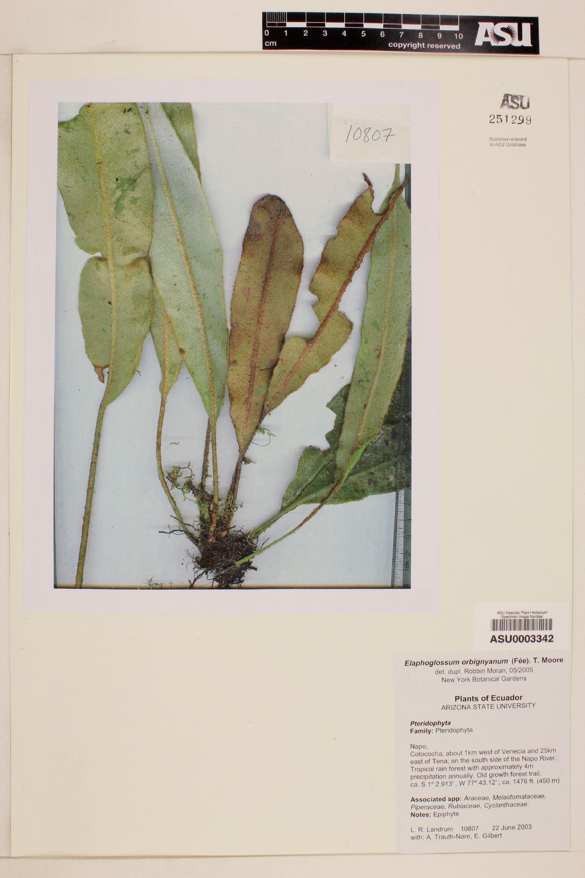 Elaphoglossum orbignyanum image