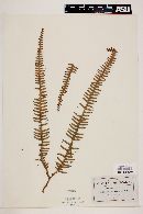 Gleichenia pubescens image