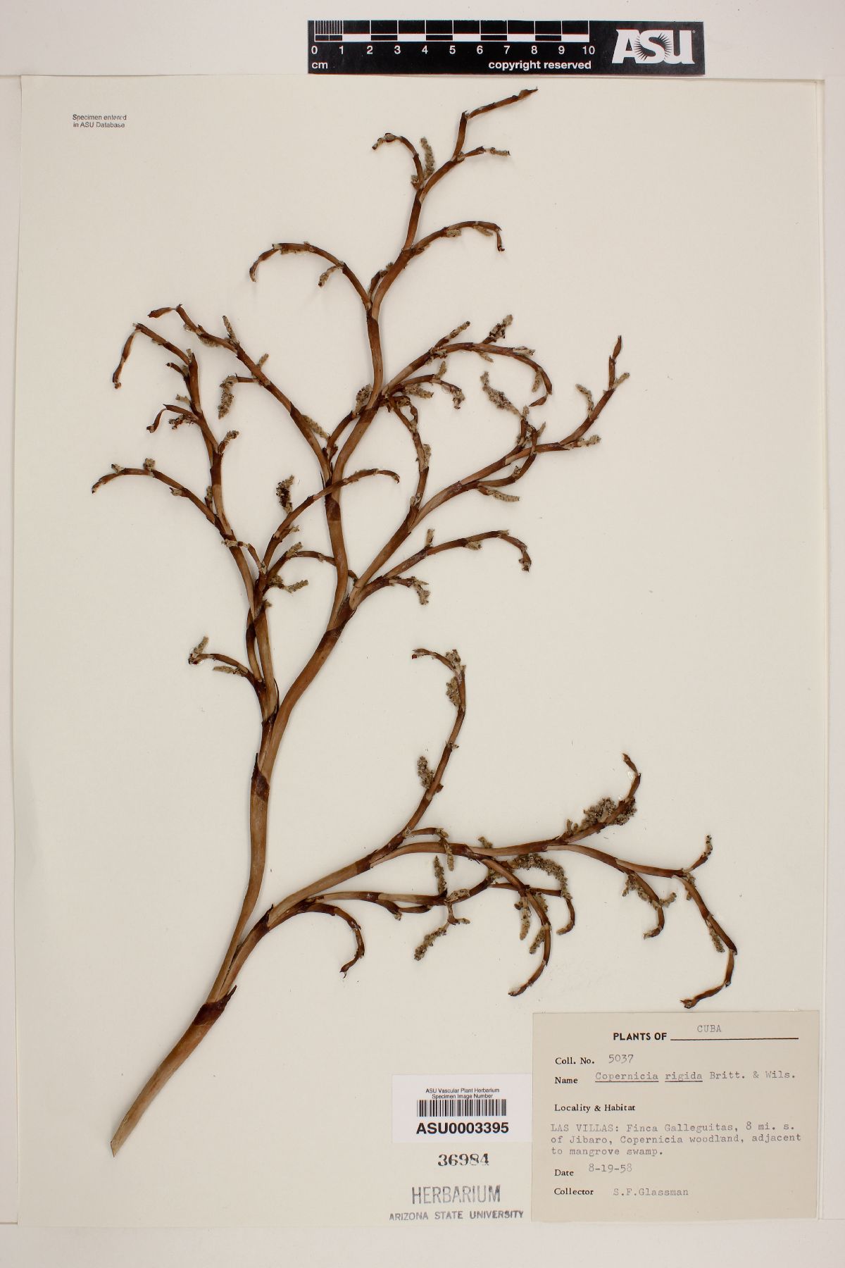 Copernicia rigida image