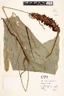 Anthurium crenatum image
