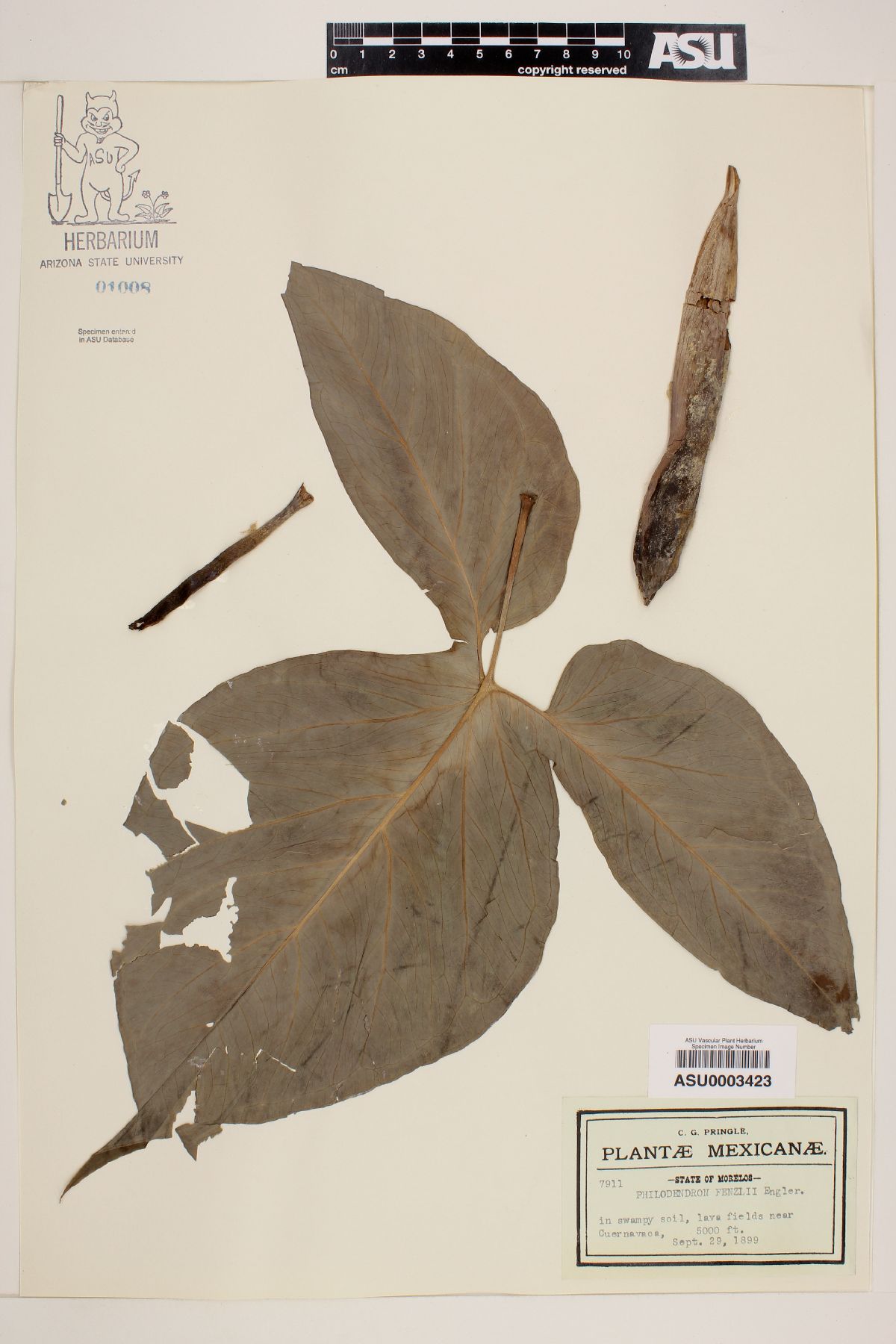 Philodendron fenzlii image