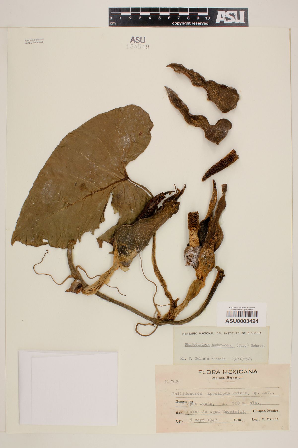 Philodendron hederaceum image