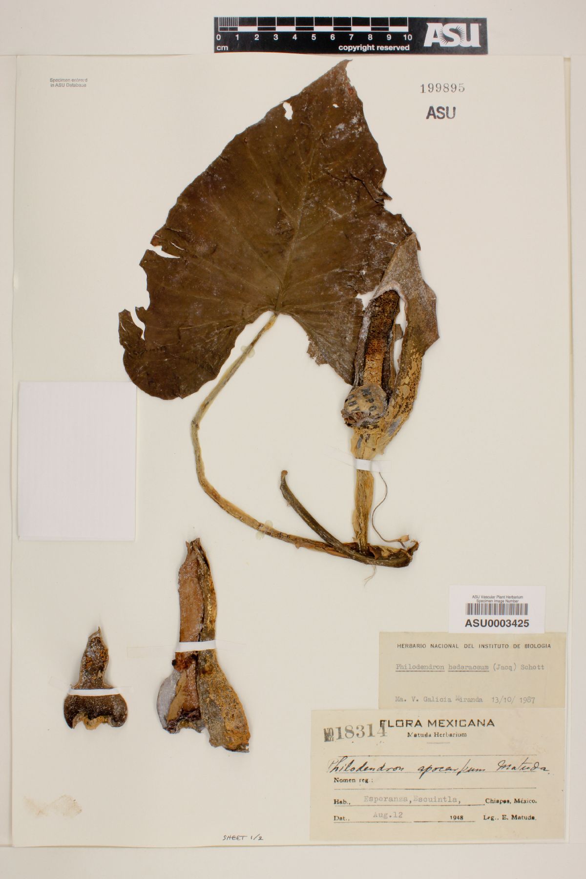 Philodendron hederaceum image