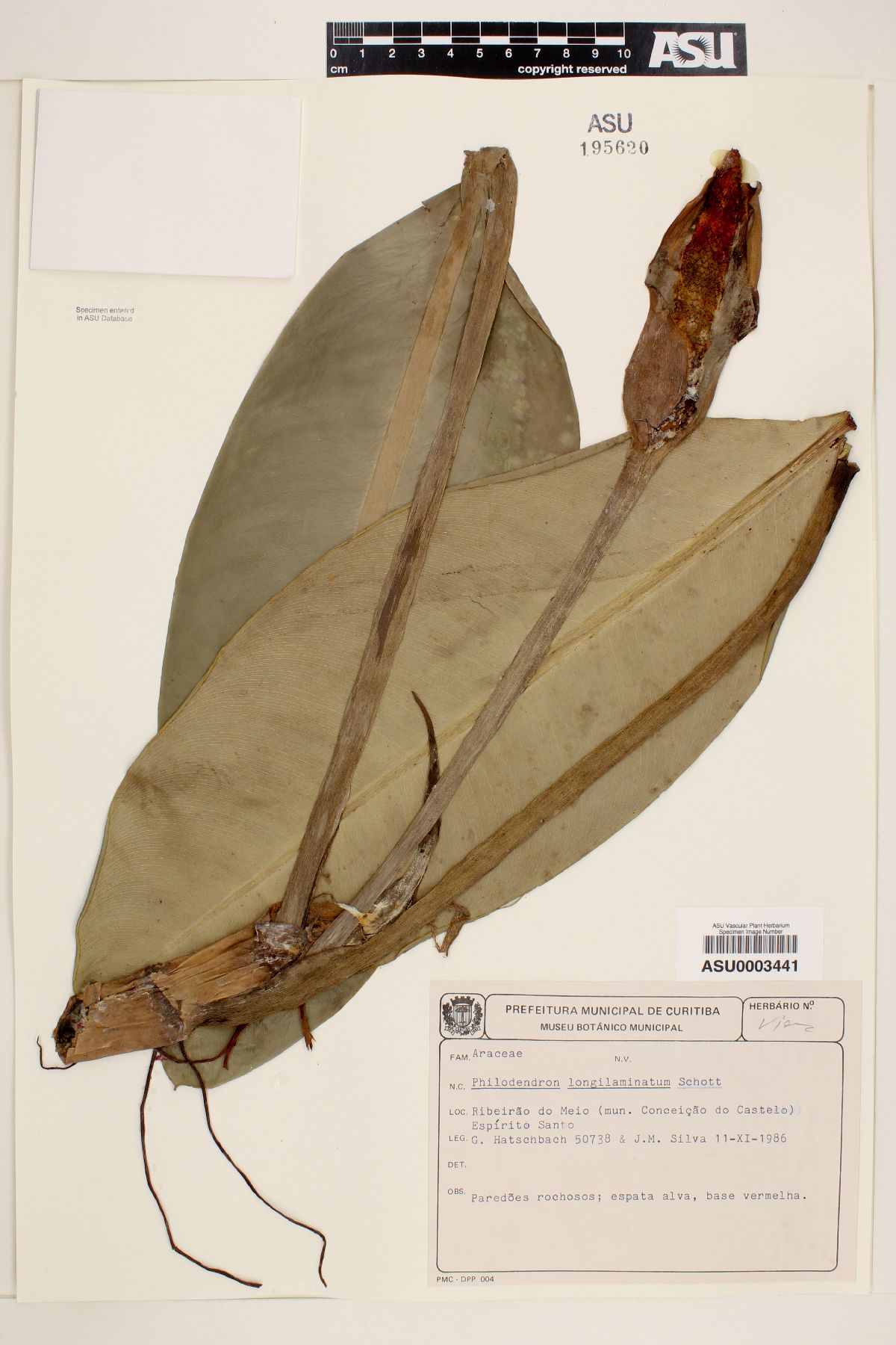 Philodendron longilaminatum image