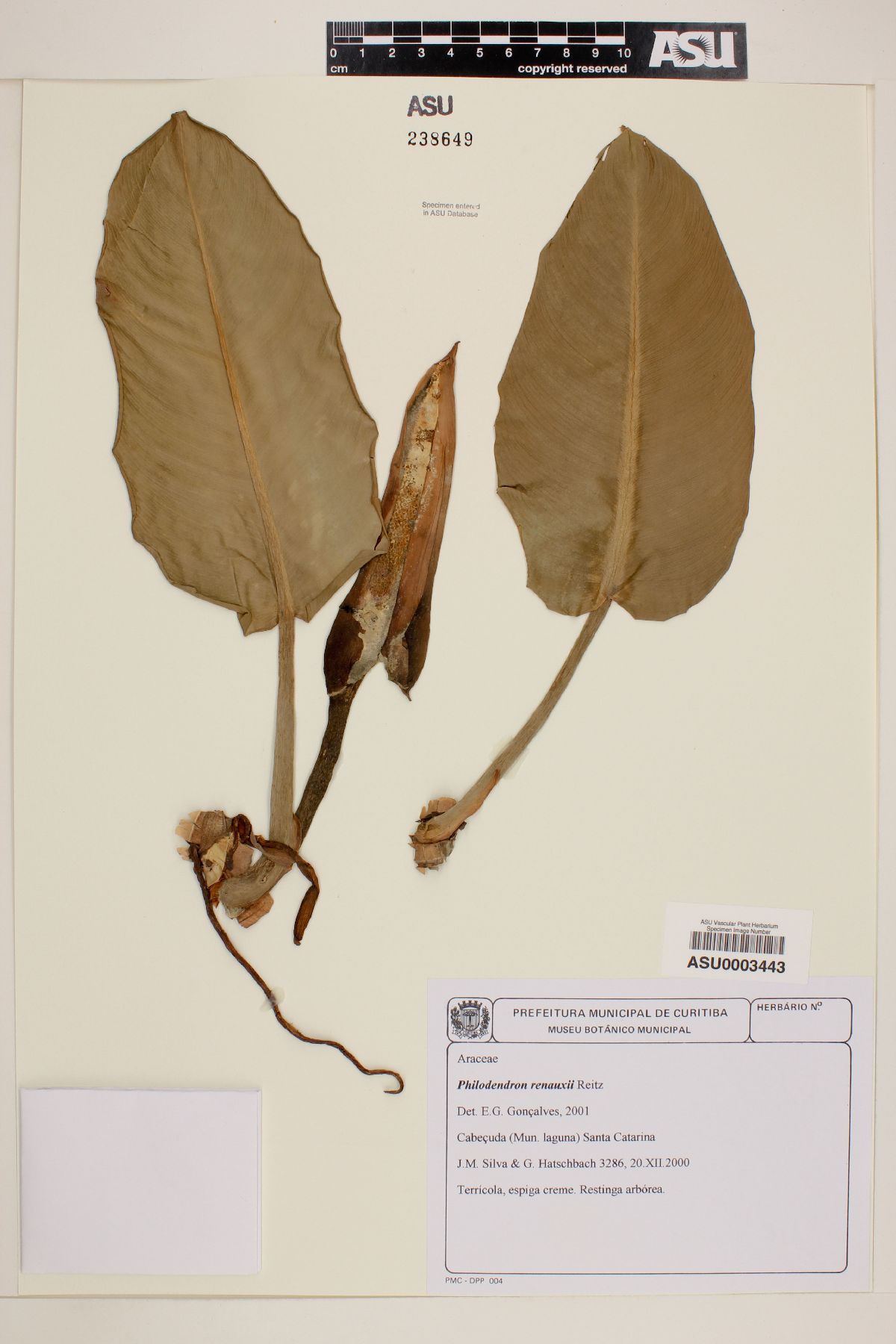 Philodendron renauxii image