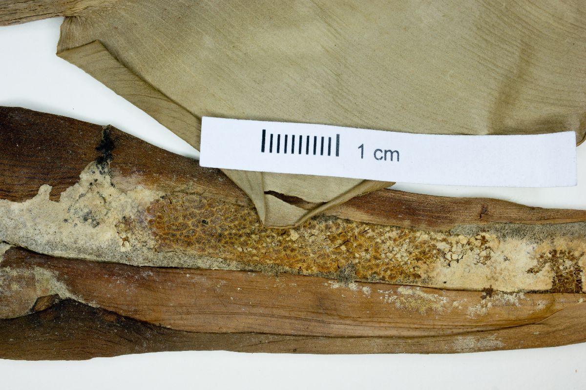 Philodendron renauxii image