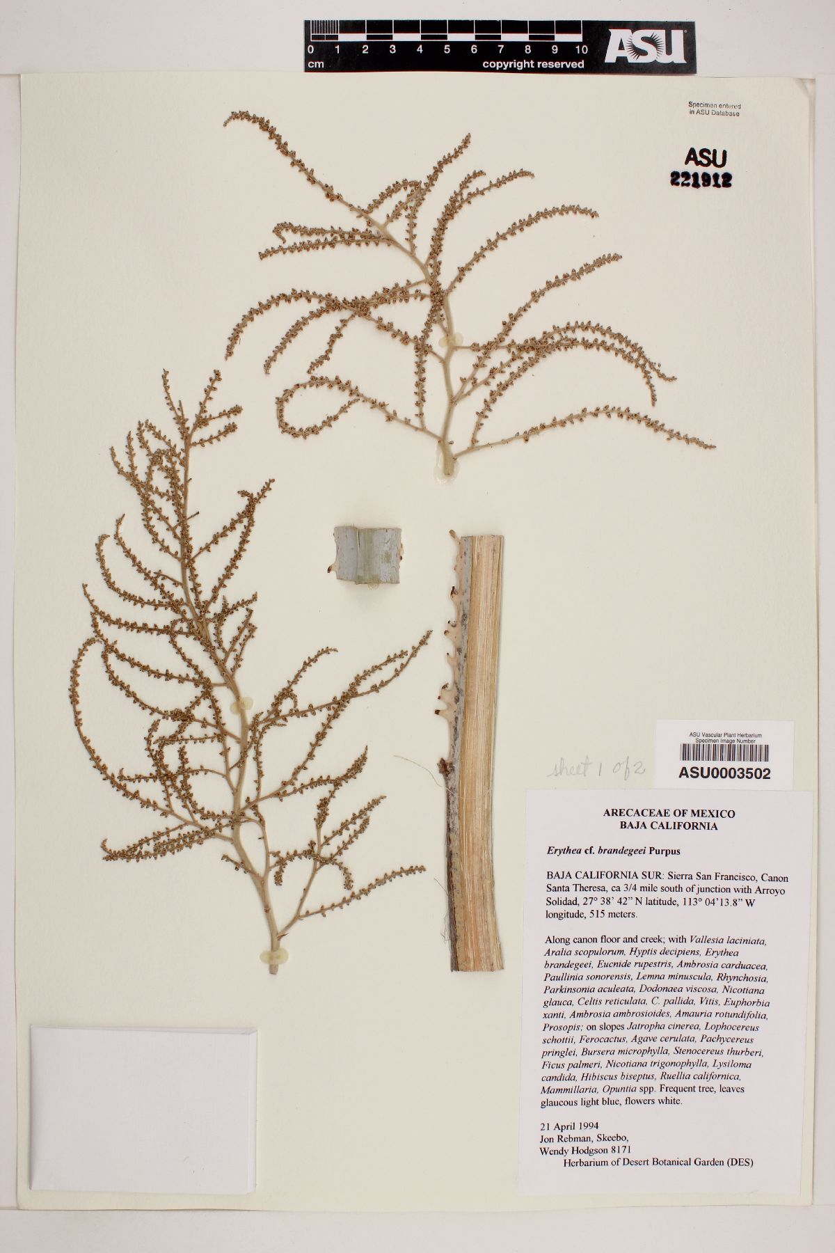 Erythea brandegeei image