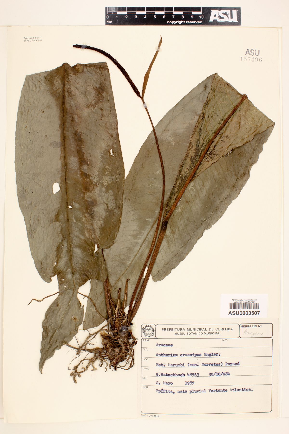 Anthurium crassipes image