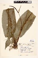 Anthurium crassipes image