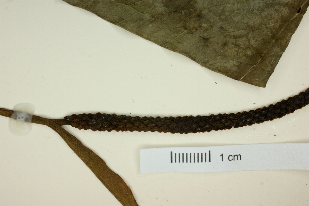 Anthurium crassipes image