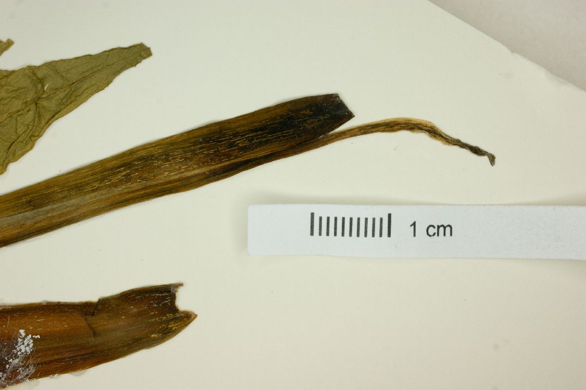 Asterostigma lividum image