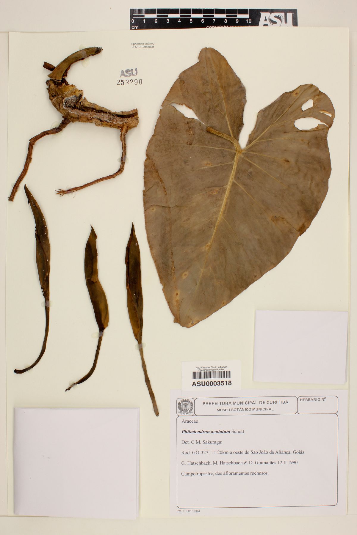 Philodendron acutatum image