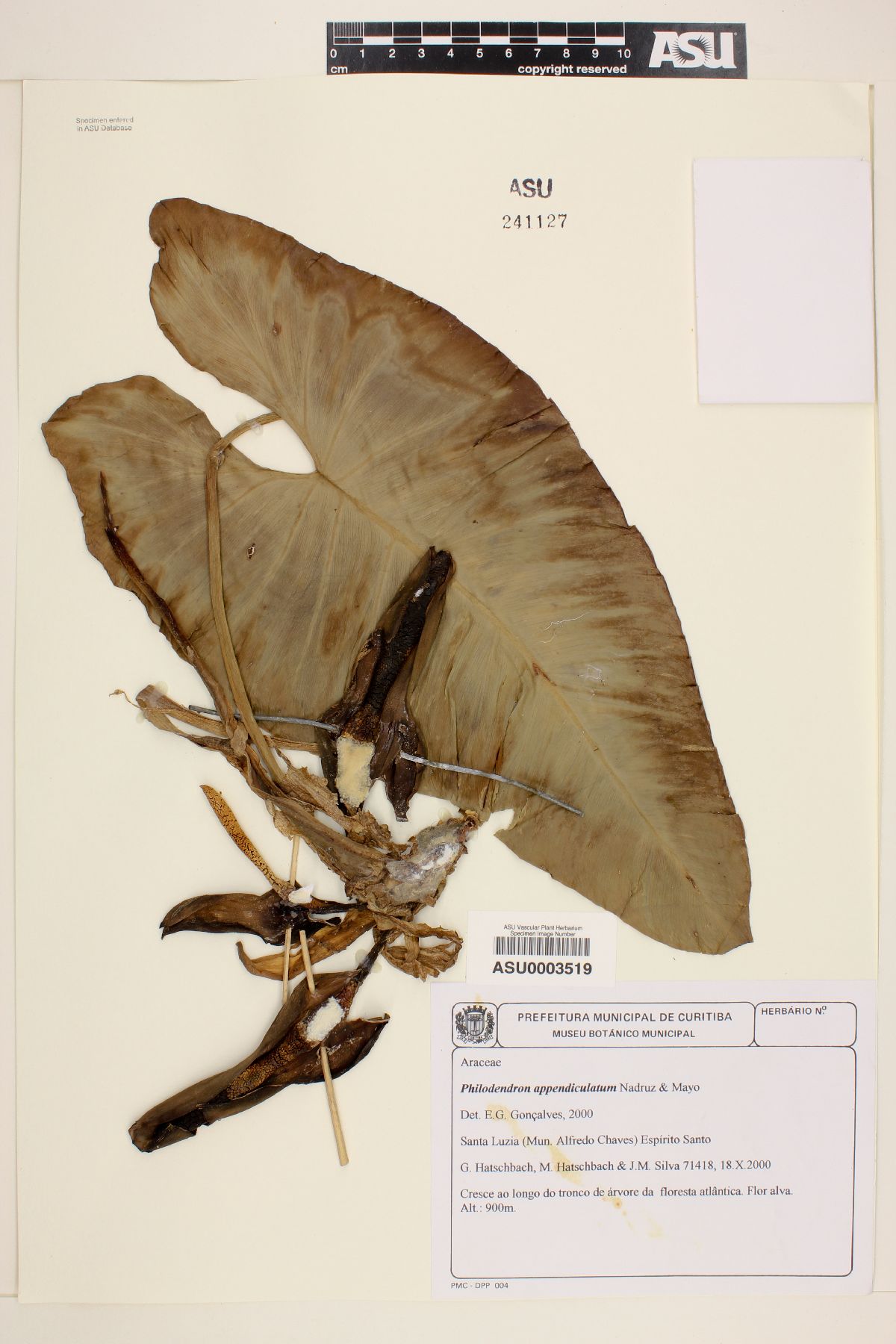 Philodendron appendiculatum image