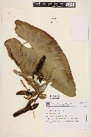 Image of Philodendron appendiculatum