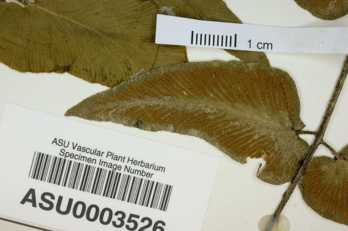 Gymnopteris tomentosa image