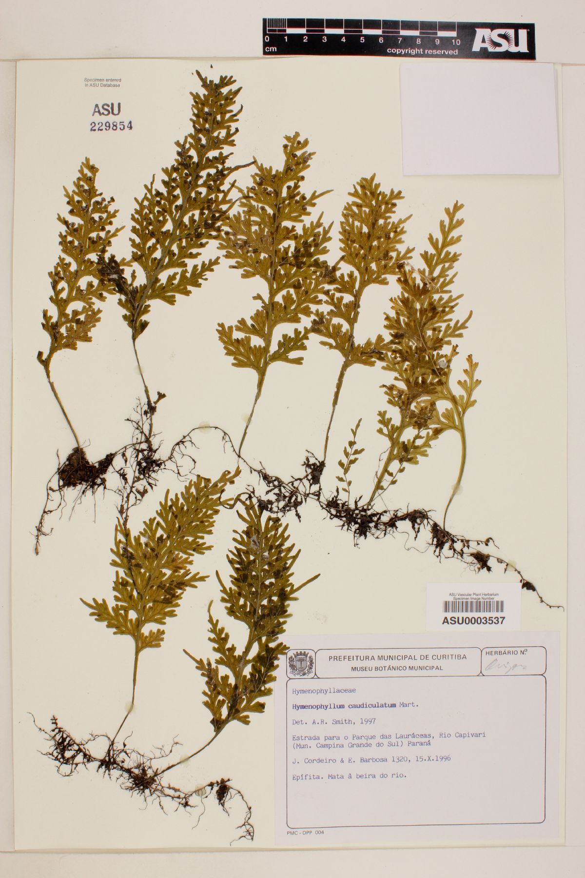 Hymenophyllum caudiculatum image