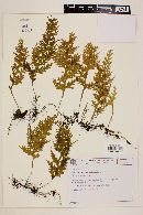 Hymenophyllum caudiculatum image