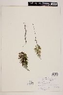 Hymenophyllum dentatum image