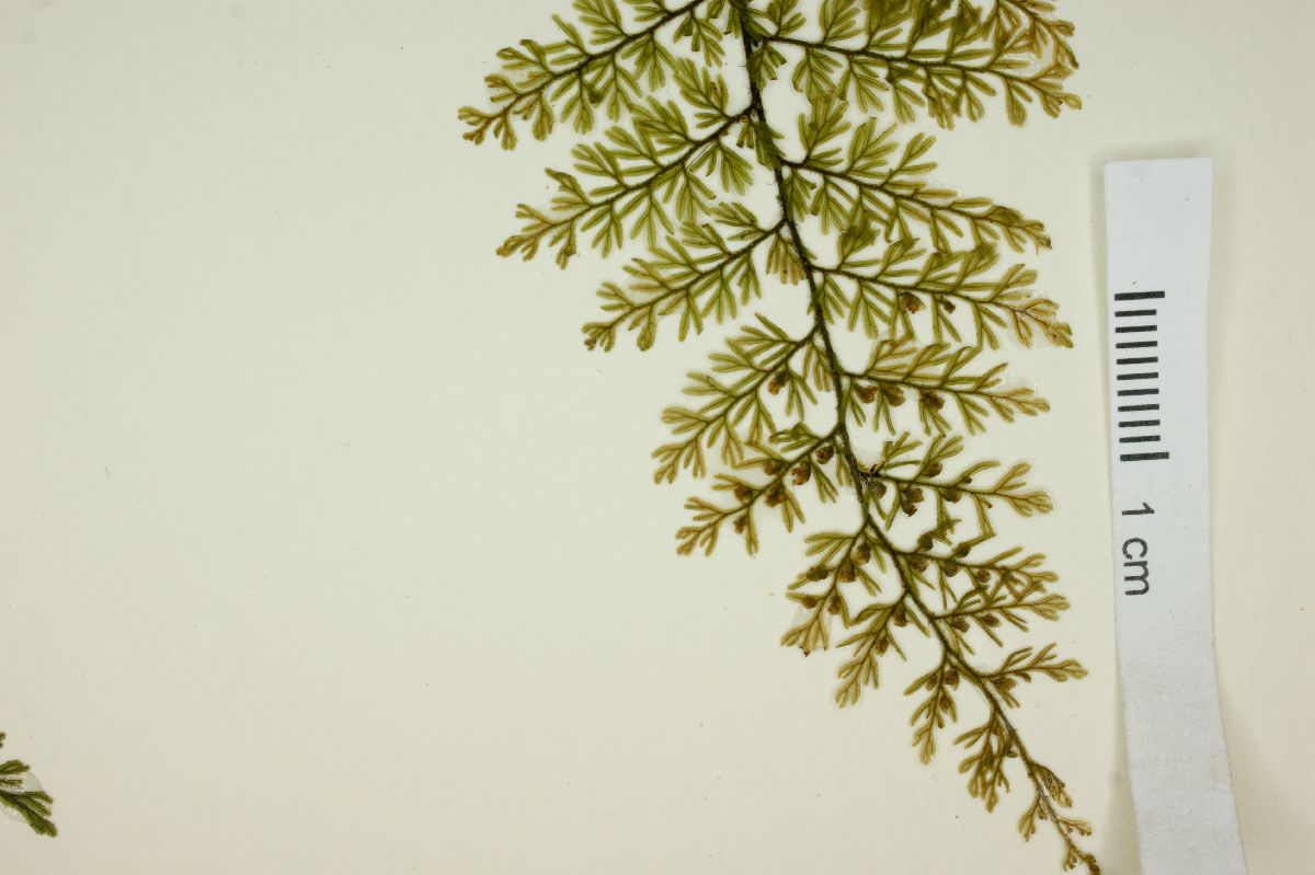 Hymenophyllum dentatum image