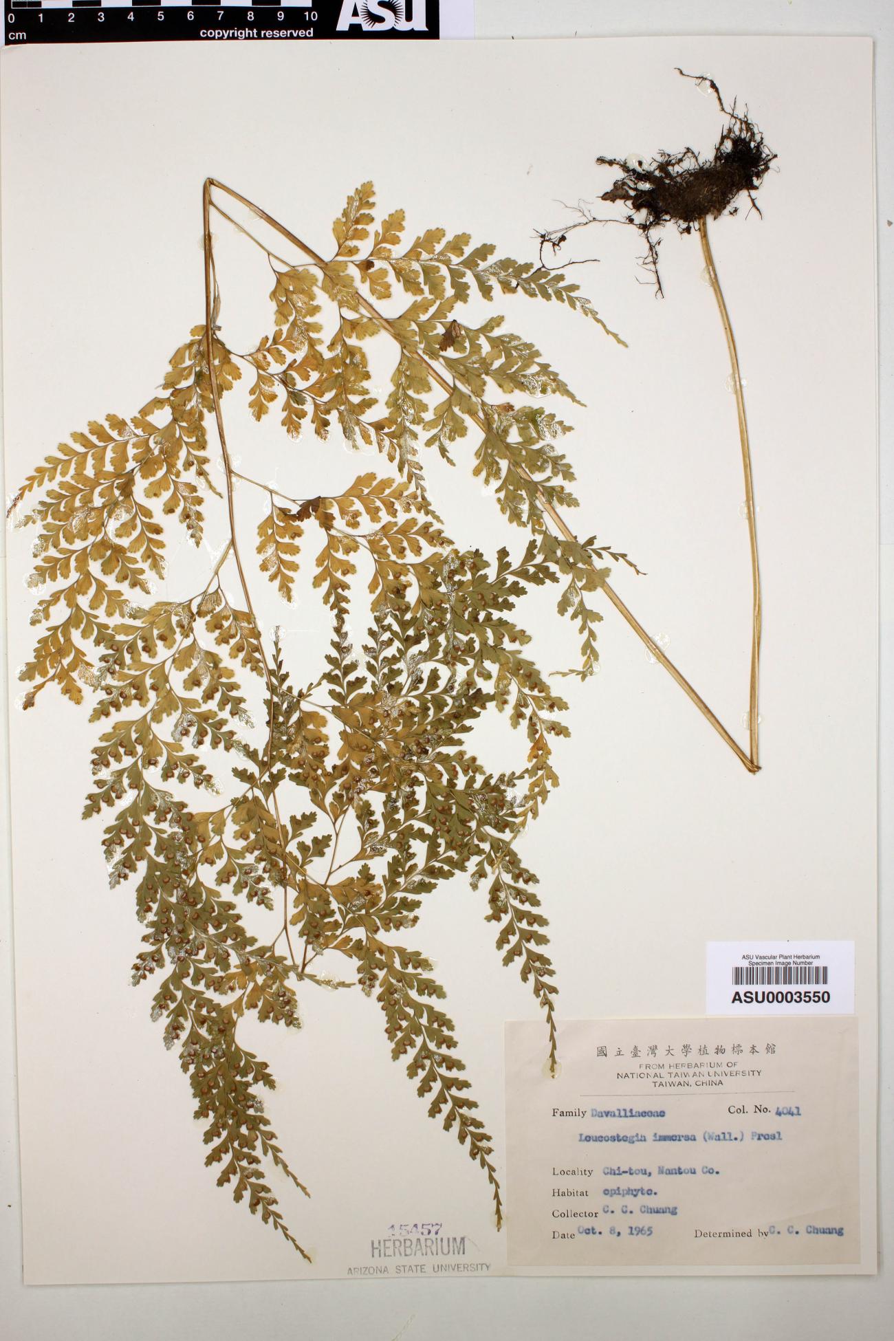Leucostegia immersa image
