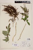 Llavea cordifolia image