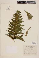 Lonchitis hirsuta image