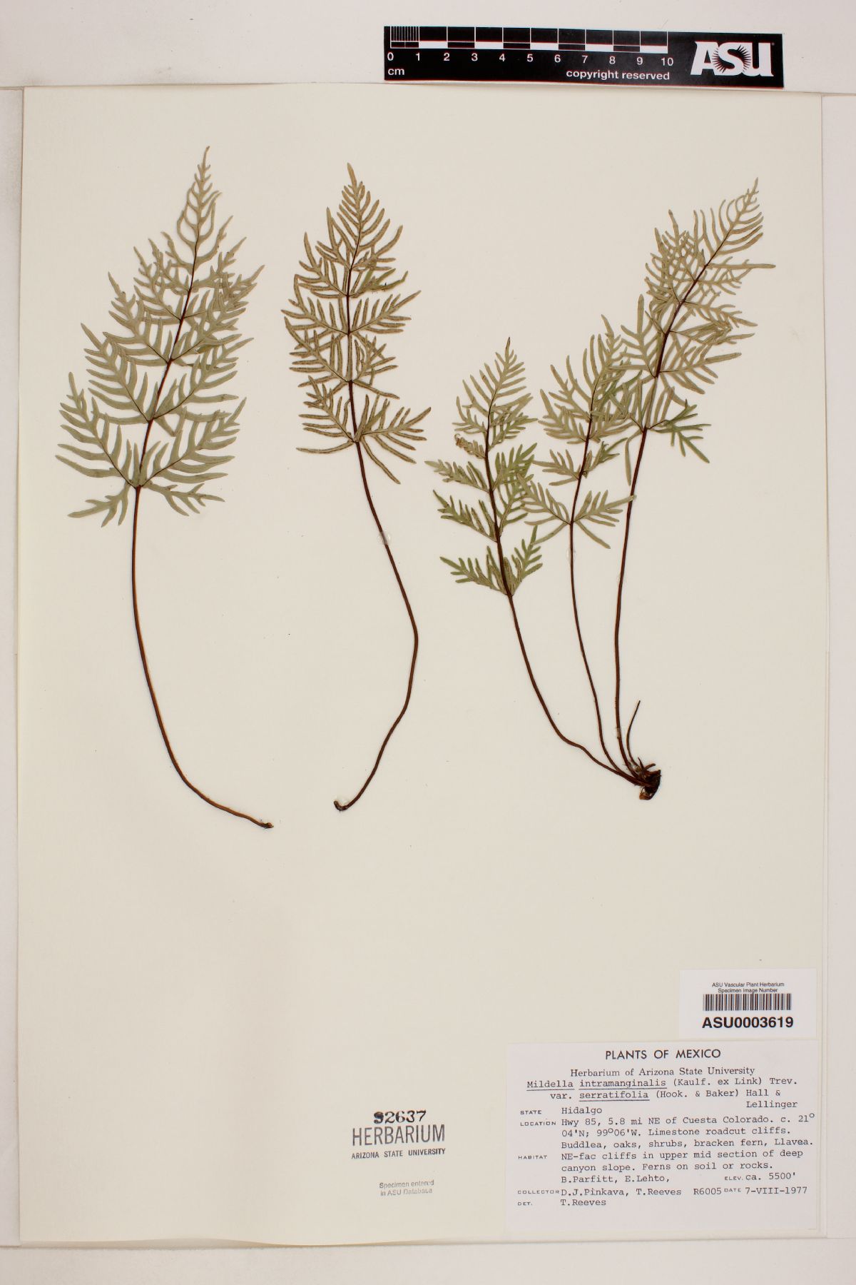 Mildella intramarginalis var. serratifolia image