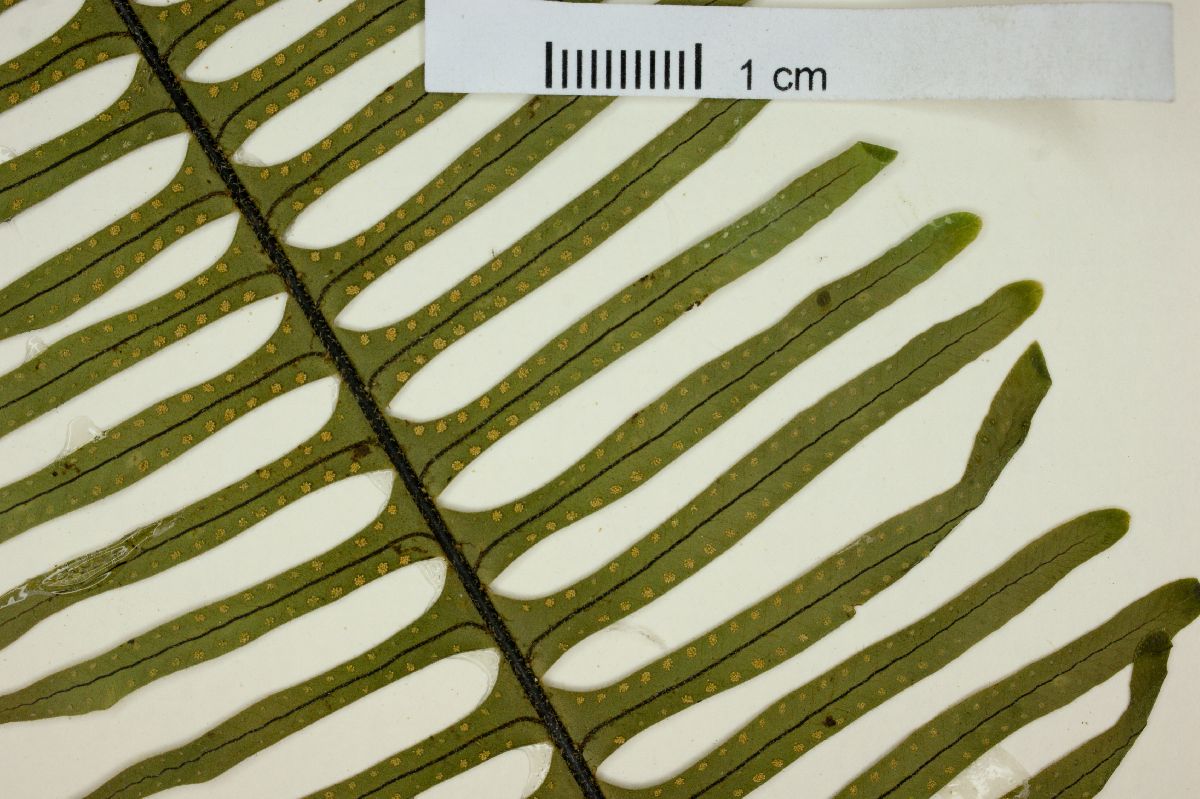 Pecluma dispersa image