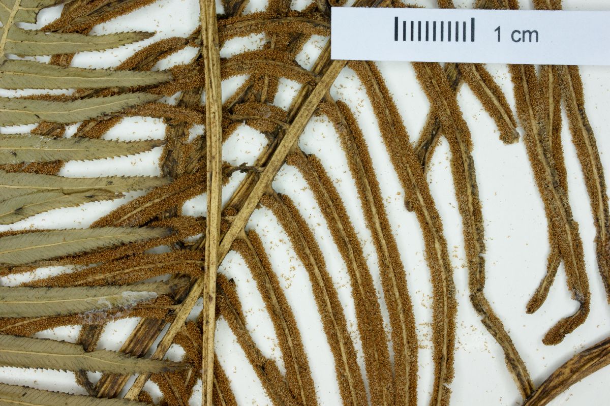 Plagiogyria semicordata image