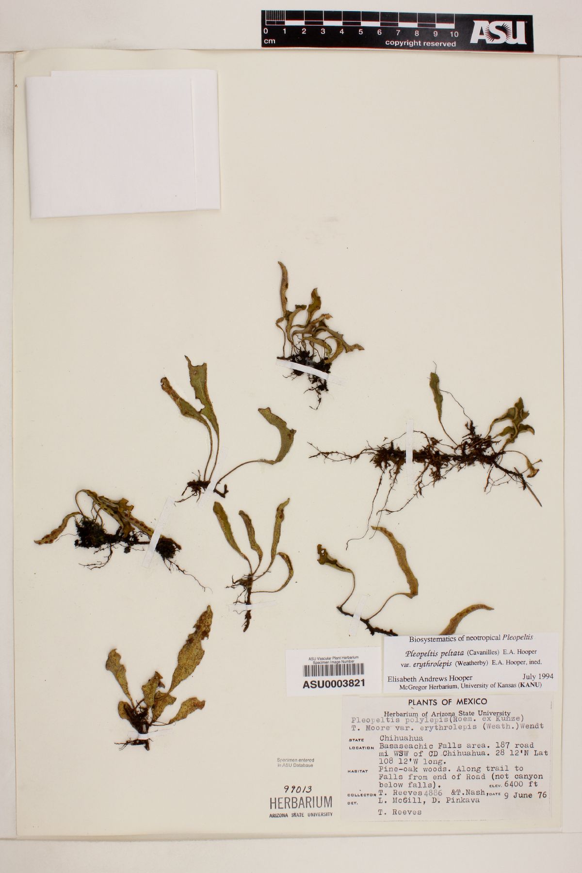 Pleopeltis peltata image