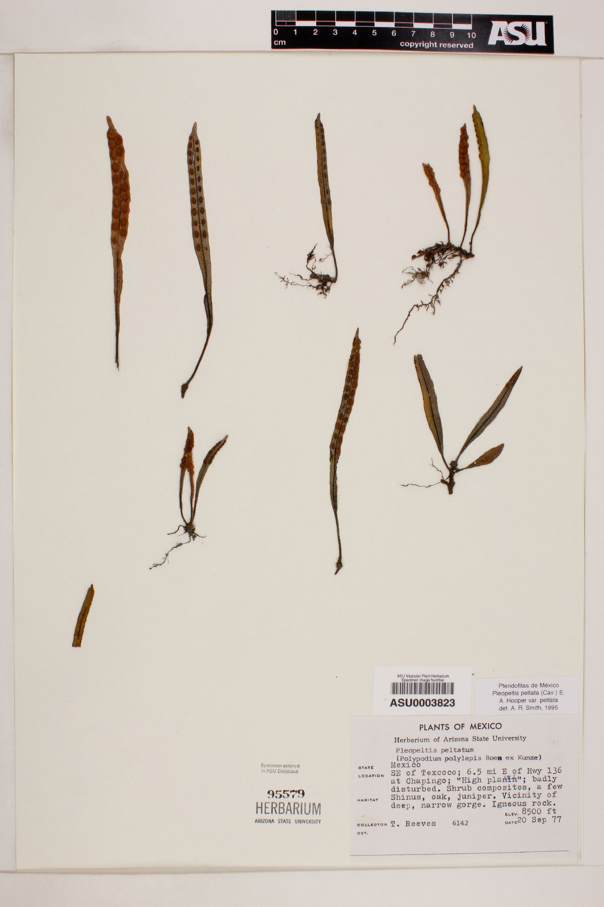 Pleopeltis peltata image