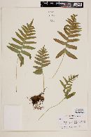 Polypodium californicum image