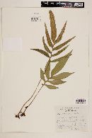 Polypodium colysoides image