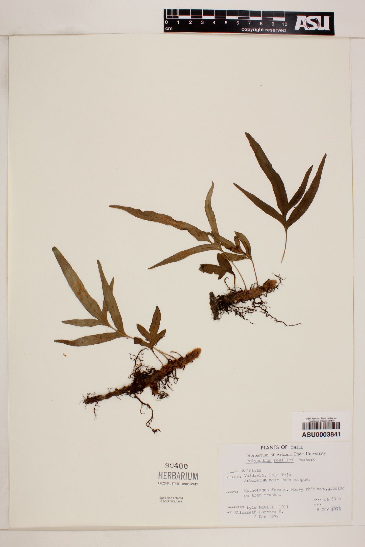 Polypodium feuillei image