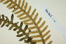 Polypodium furfuraceum image