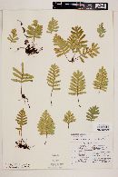 Polypodium guttatum image