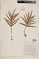 Polypodium lepidotrichum image