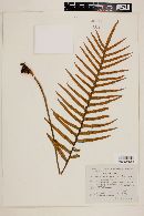 Polypodium lepidotrichum image