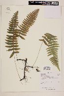 Polypodium loriceum image