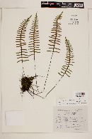 Polypodium madrense image