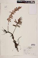 Polypodium myriolepis image